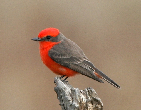 Red Bird